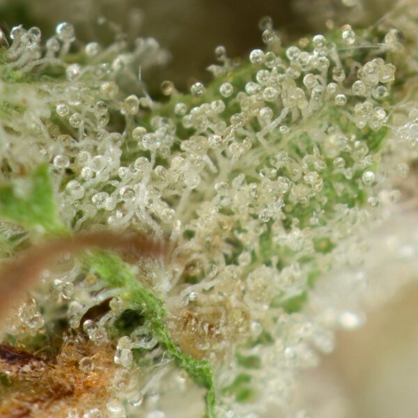 Ace Killer OG - Image 2