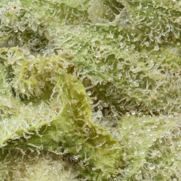 BC Kush (Bulk) - Image 2
