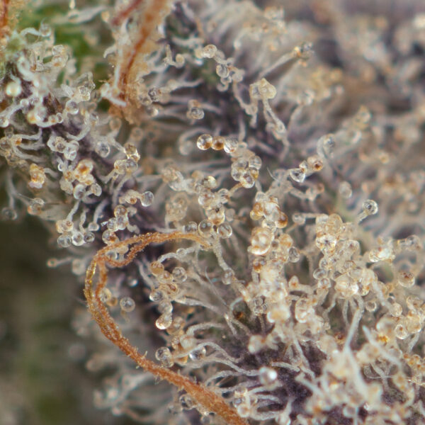 Black Truffle - Image 2
