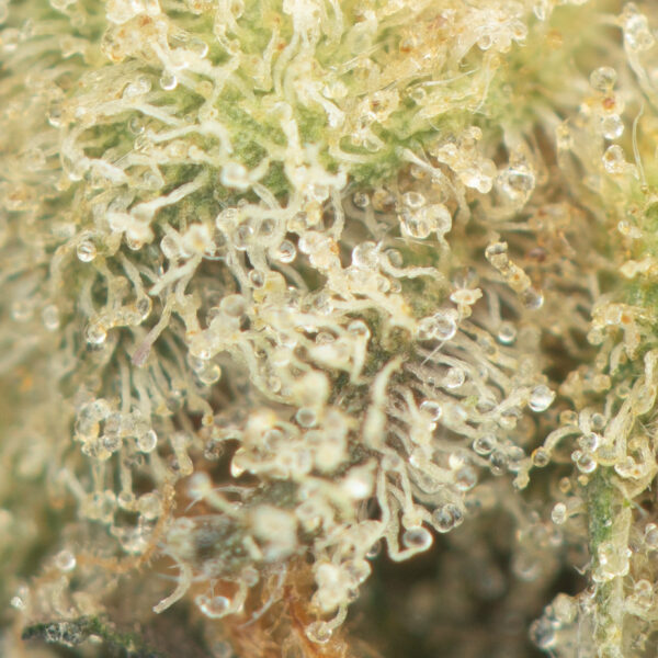 Blue Cheese - Image 2