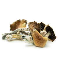 Brazilian Cubensis - Image 2
