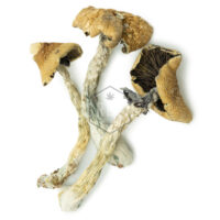 Buy Brazilian Cubensis | Vape Storer