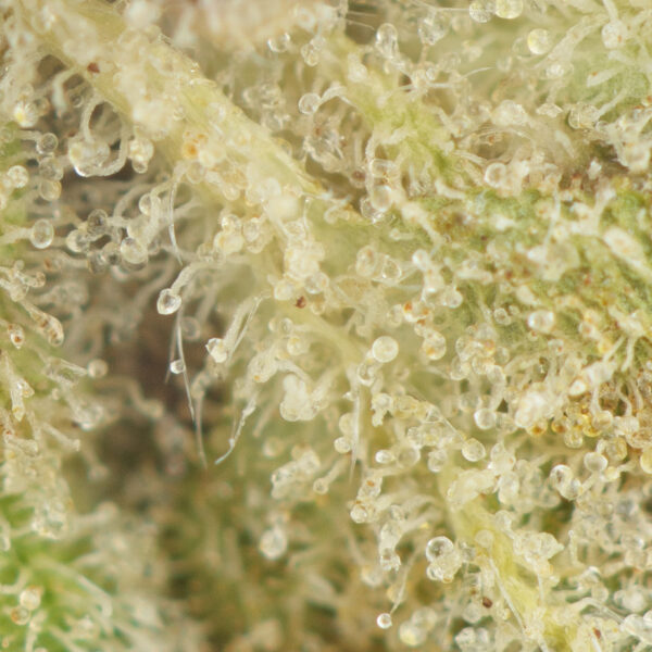 Death Bubba - Image 2
