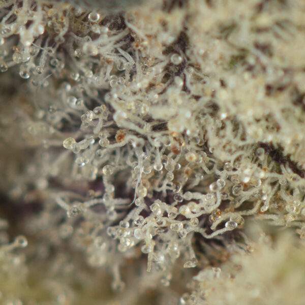 GMO Cookies - Image 2