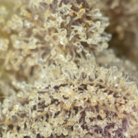 Garlic by Sensi Seeds - Image 2
