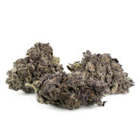 Buy Garlic by sensi seeds | Vape Storer