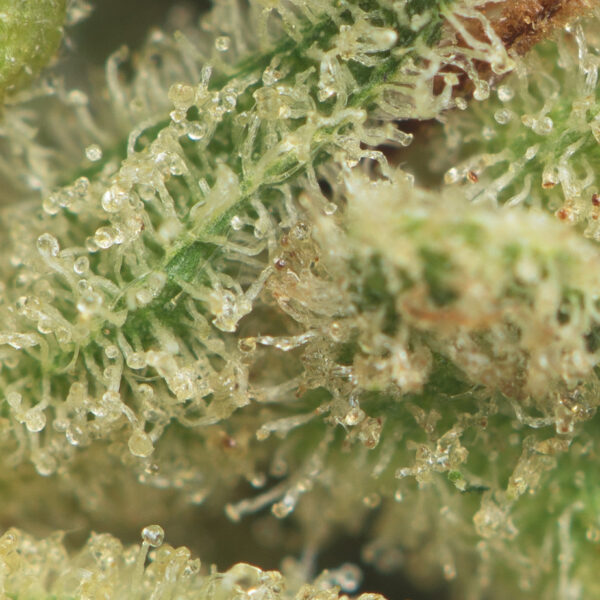 Gorilla Glue #4 - Image 2