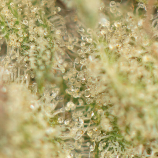 Island Pink Kush - Image 2