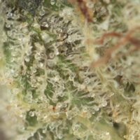 Jedi Kush - Image 2
