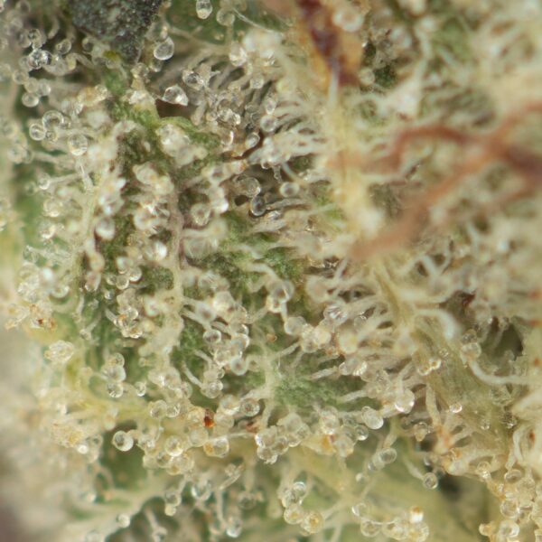Jedi Kush - Image 2
