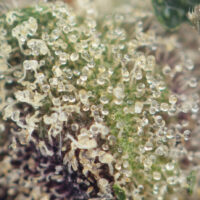 Jelly Donut by Pluto Craft Cannabis - Image 2