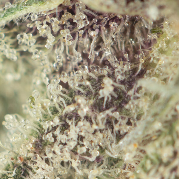 Krazy Glue - Image 2
