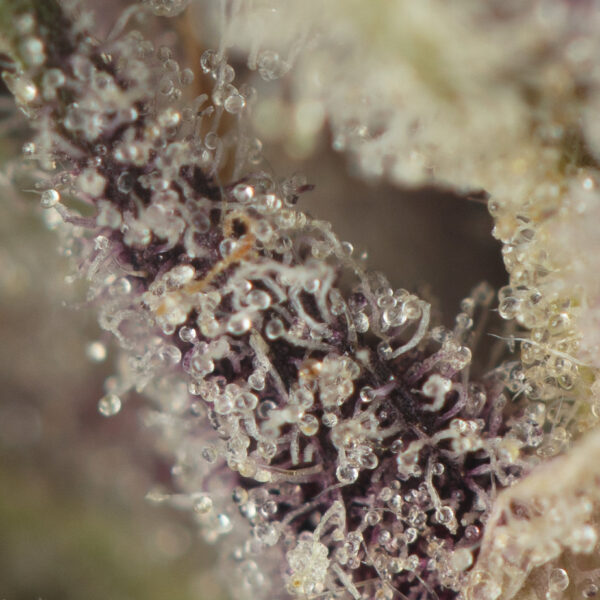 Mimosa (Smalls) - Image 2