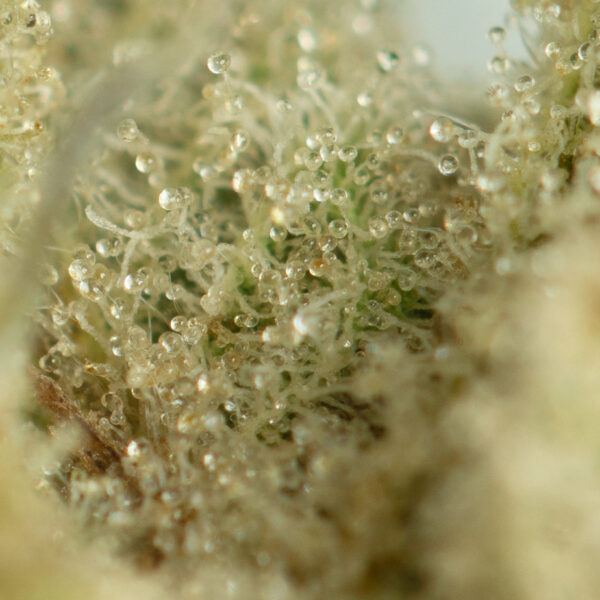 Moby Dick - Image 2