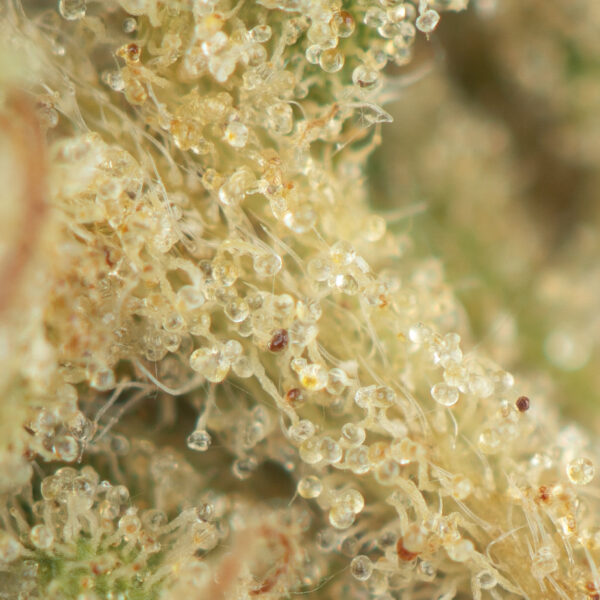 OG Kush - Image 2