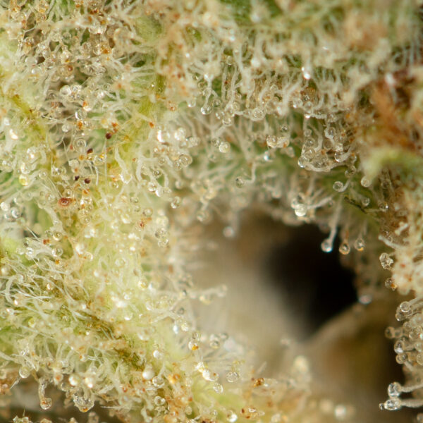 Orange Poison - Image 2