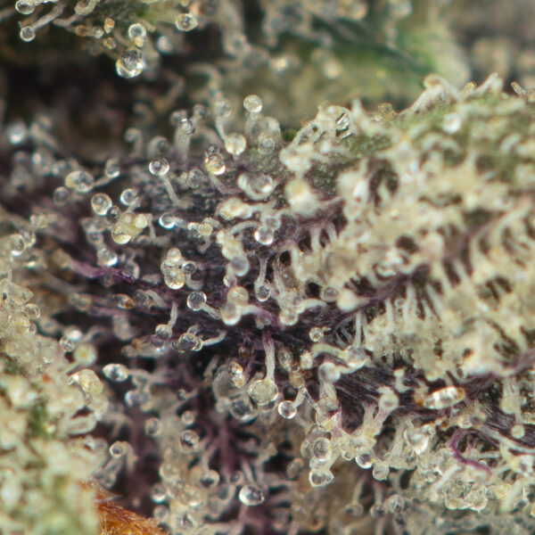 Pink Galaxy by Pluto Craft Cannabis - Image 2