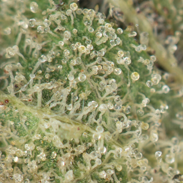 Pink Kush - Image 2