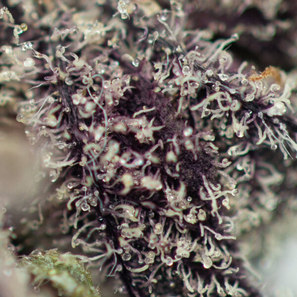 Platinum Huckleberry Cookies - Image 2