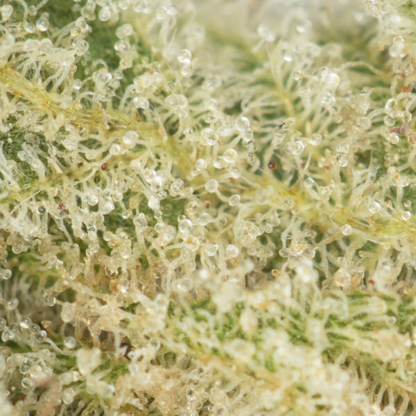 Pre-98 Bubba Kush - Image 2