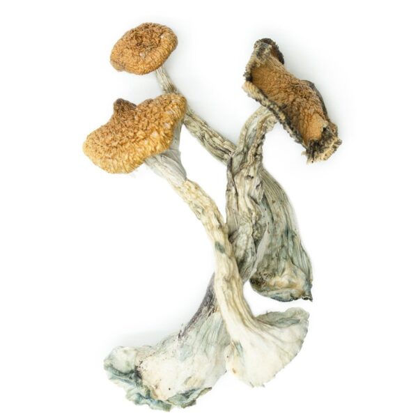 Buy Psilocybe cubensis B+ | Vape Storer