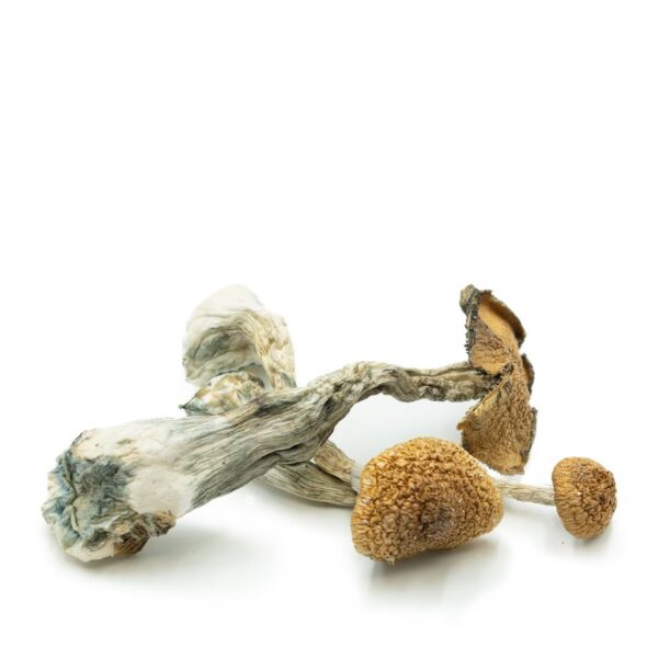 Psilocybe Cubensis B+ - Image 2