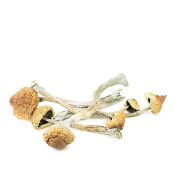 Psilocybe Mexicana - Image 2