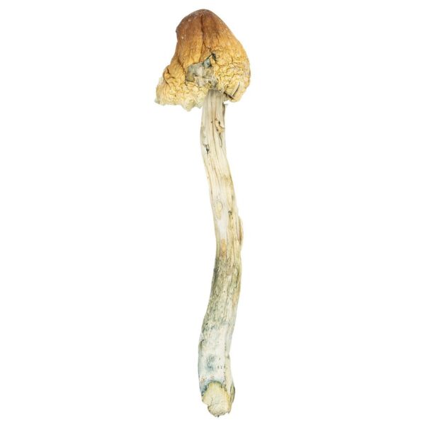 Buy Psilocybe mexicana | Vape Storer