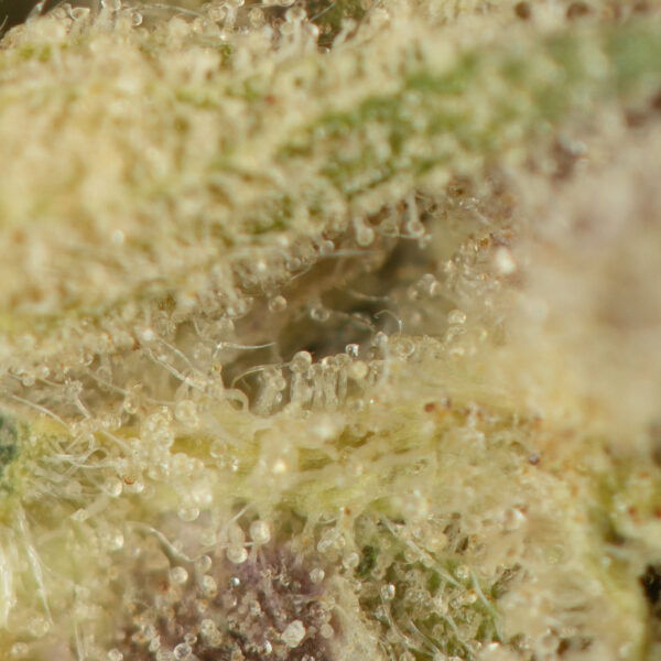 Purple Kush (Bulk) - Image 2
