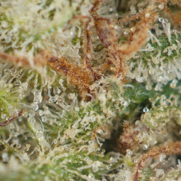 Triangle Mints - Image 2